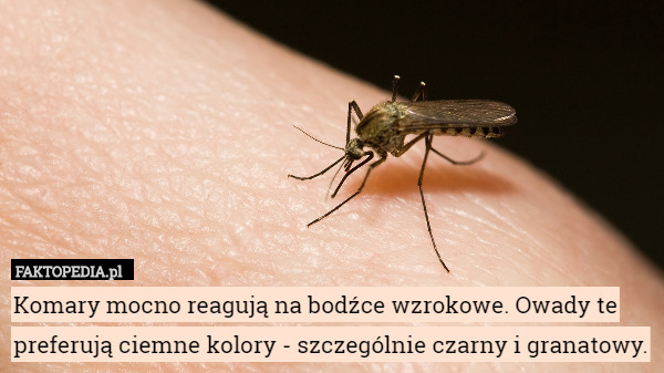 Komary mocno reagują na bodźce wzrokowe. Owady te preferują ciemne kolory