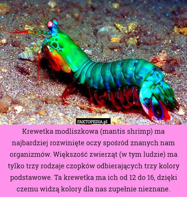 Krewetka modliszkowa (mantis shrimp) ma najbardziej rozwinięte oczy spośród