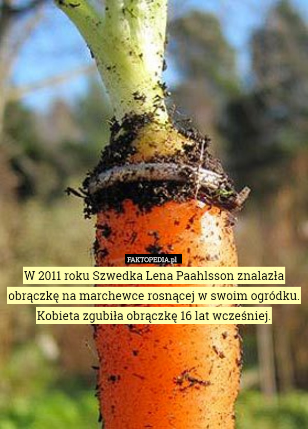 W 2011 roku Szwedka Lena Paahlsson znalazła obrączkę na marchewce rosnącej