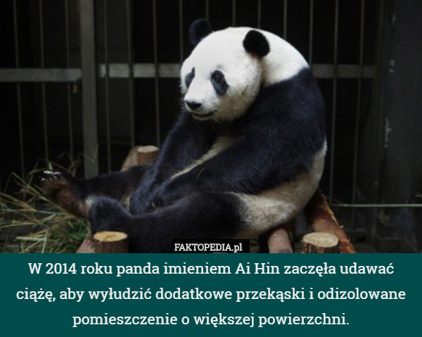 W 2014 roku panda imieniem Ai Hin zaczęła udawać ciążę, aby wyłudzić dodatkowe