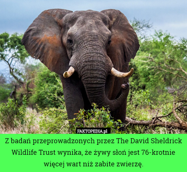 Z badań przeprowadzonych przez The David Sheldrick Wildlife Trust wynika,