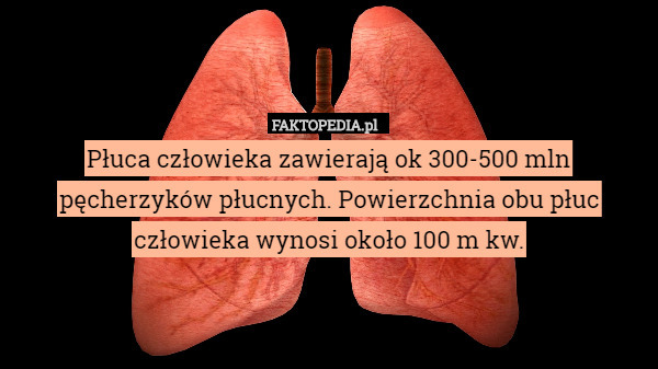 Płuca człowieka zawierają ok 300-500 mln pęcherzyków płucnych. Powierzchnia