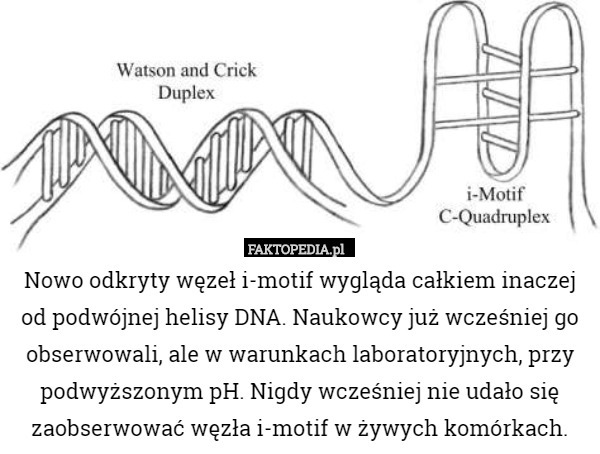 Nowo odkryty węzeł i-motif wygląda całkiem inaczej od podwójnej helisy DNA.