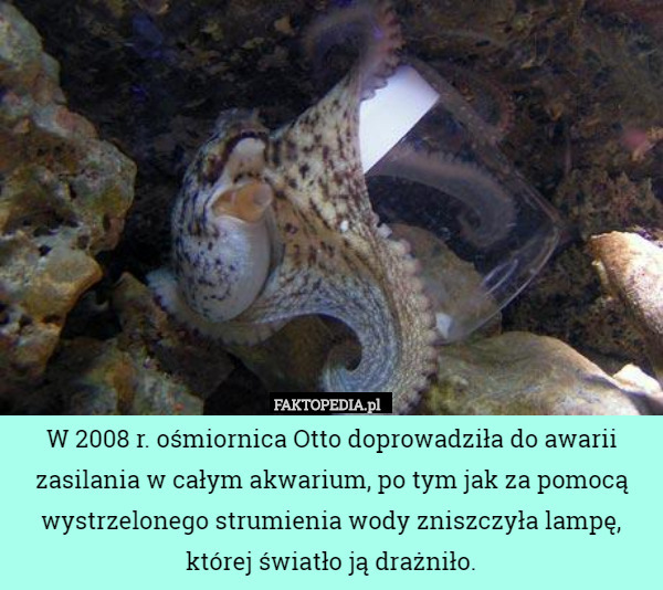 W 2008 r. ośmiornica Otto doprowadziła do awarii zasilania w całym akwarium,