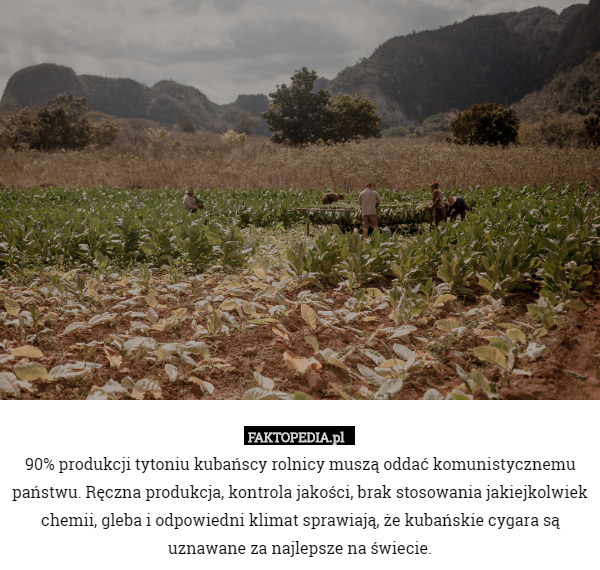 90% produkcji tytoniu kubańscy rolnicy muszą oddać komunistycznemu państwu.