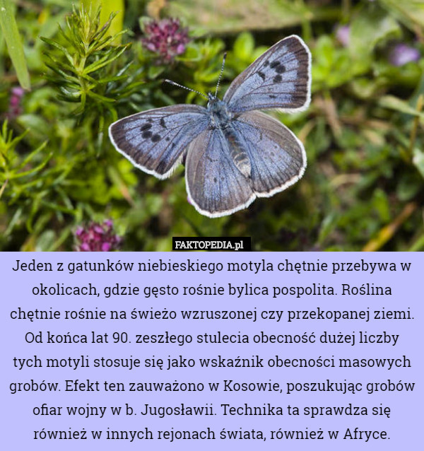 Jeden z gatunków niebieskiego motyla chętnie przebywa w okolicach gdzie