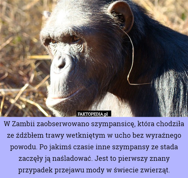 W Zambii zaobserwowano szympansicę, która chodziła ze źdźbłem trawy wetkniętym