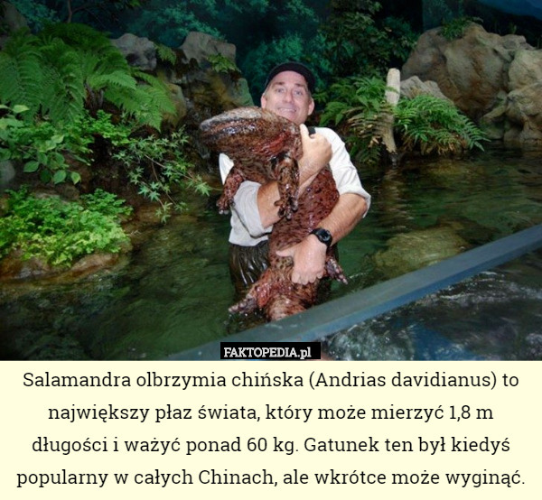 Salamandra olbrzymia chińska (Andrias davidianus) to największy płaz świata,