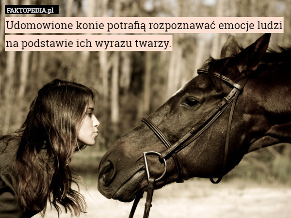 Udomowione konie potrafią rozpoznawać emocje ludzi na podstawie ich wyrazu