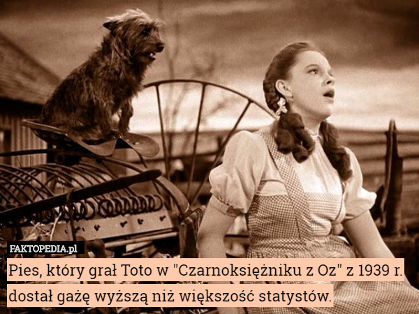 Pies, który grał Toto w "Czarnoksiężniku z Oz" z 1939 r. dostał