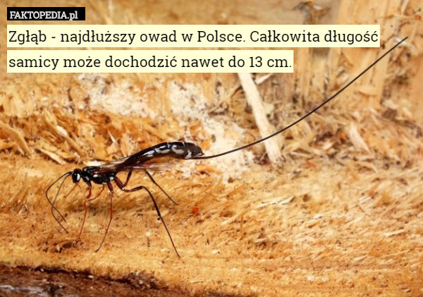 Zgłąb - najdłuższy owad w Polsce. Całkowita długość samicy może dochodzić...