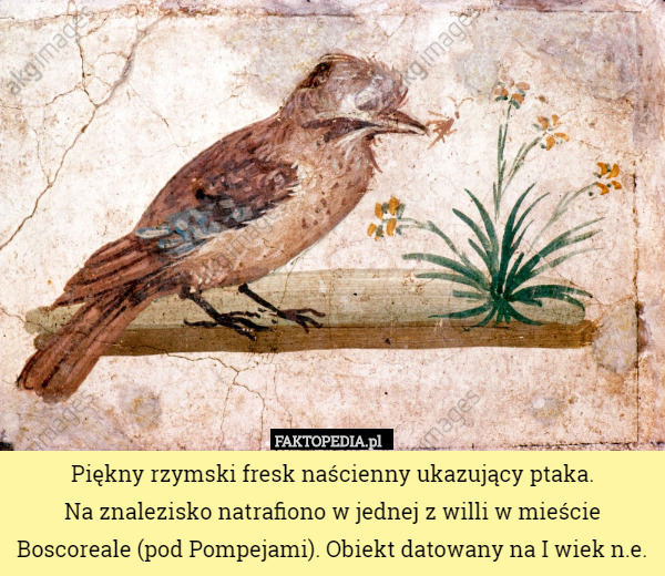 Piękny rzymski fresk naścienny ukazujący ptaka. Na znalezisko natrafiono