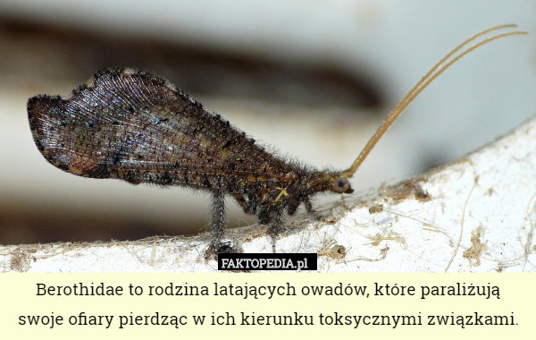 Berothidae to rodzina latających owadów, które paraliżują swoje ofiary pierdząc