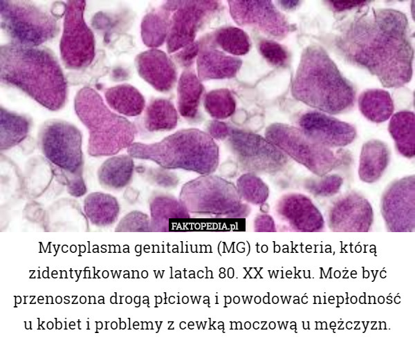 Mycoplasma genitalium (MG) to bakteria, którą zidentyfikowano w latach 80.