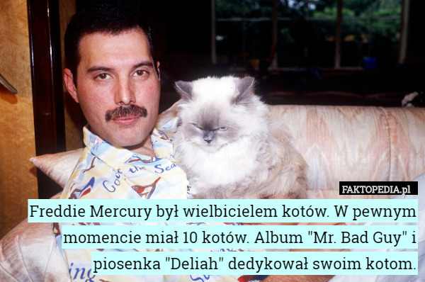 Freddie Mercury był wielbicielem kotów. W pewnym momencie miał 10 kotów.
