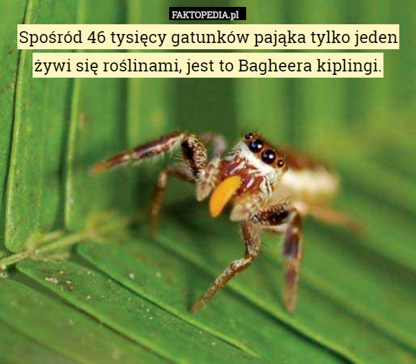 Spośród 46 tysięcy gatunków pająka tylko jeden, Bagheera kiplingi, żywi