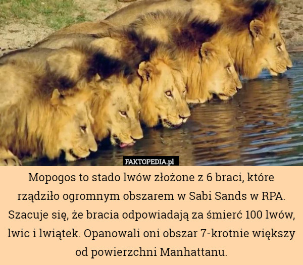 Mopogos to stado lwów złożone z 6 braci, które rządziło ogromnym obszarem