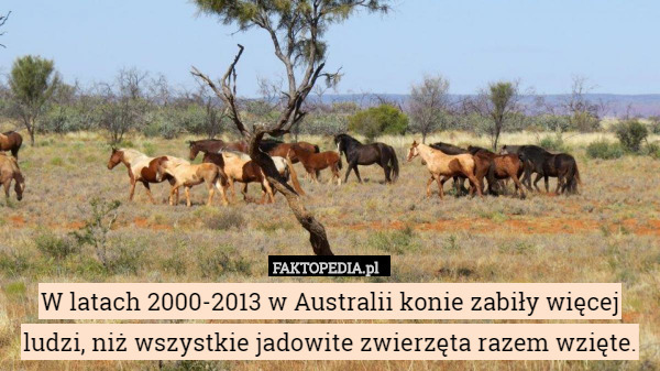 W latach 2000-2013 w Australii konie zabiły więcej ludzi, niż wszystkie