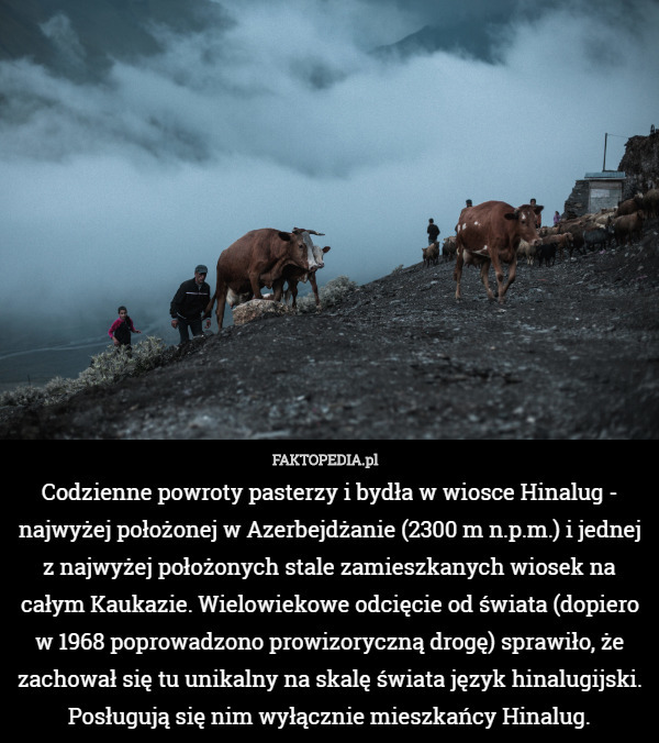 Codzienne powroty pasterzy i bydła w wiosce Hinalug - najwyżej położonej