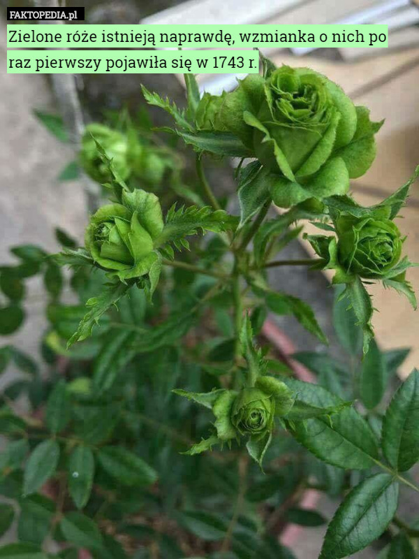 Zielone róże istnieją naprawdę, wzmianka o nich po raz pierwszy pojawiła