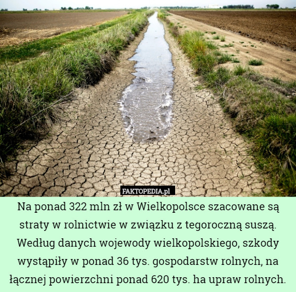Na ponad 322 mln zł w Wielkopolsce szacowane są straty w rolnictwie w związku