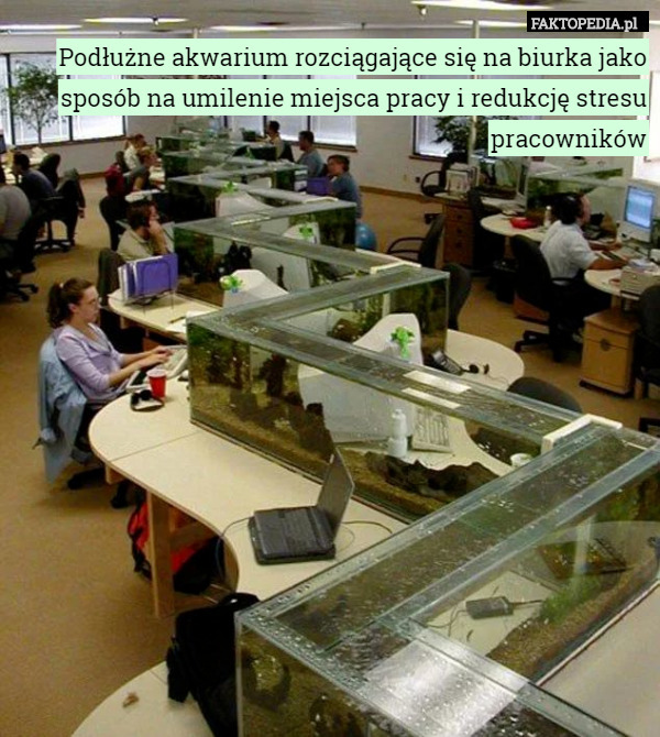 Podłużne akwarium rozciągające się na biurka jako sposób na umilenie miejsca