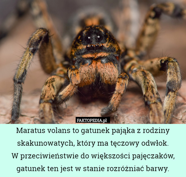 Maratus volans to gatunek pająka z rodziny skakunowatych, który ma tęczowy