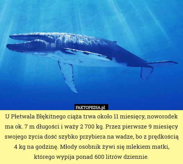 U Płetwala Błękitnego ciąża trwa około 11 miesięcy, noworodek ma ok. 7 m