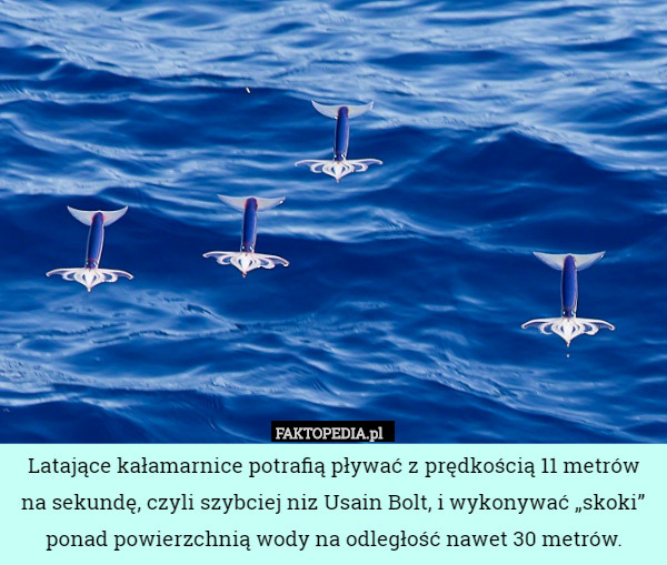Latające kałamarnice potrafią pływać z prędkością 11 metrów na sekundę,