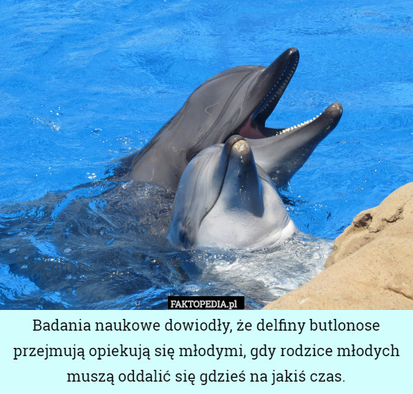 Badania naukowe dowiodły, że delfiny butlonose przejmują opiekują się młodymi,