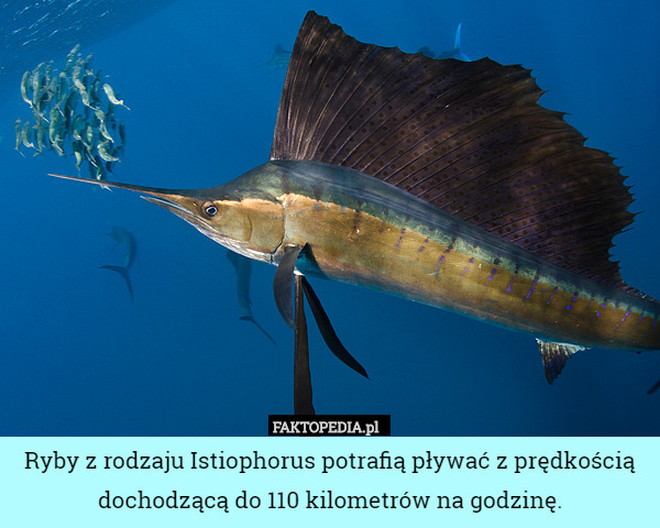 Ryby z rodzaju Istiophorus potrafią pływać z prędkością dochodzącą do 110