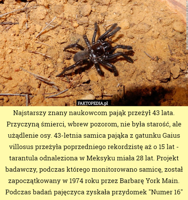 Najstarszy znany naukowcom pająk przeżył 43 lata. Przyczyną śmierci, wbrew