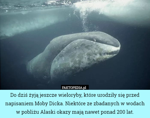Do dziś żyją jeszcze wieloryby, które urodziły się przed napisaniem Moby