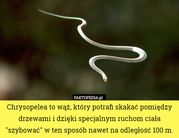Chrysopelea to wąż, który potrafi skakać pomiędzy drzewami i dzięki specjalnym...