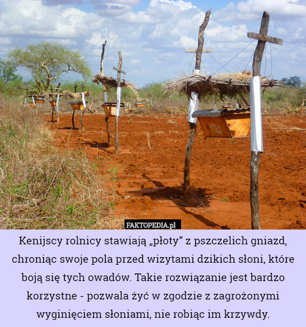 Kenijscy rolnicy stawiają „płoty” z pszczelich gniazd, chroniąc swoje pola...