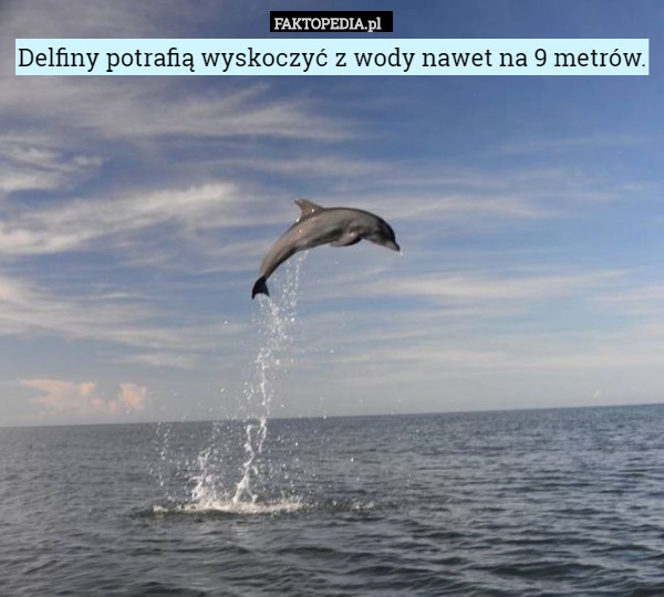 Delfiny potrafią wyskoczyć z wody nawet na...