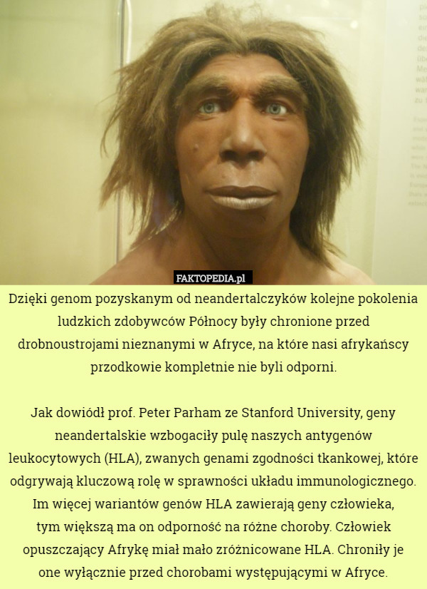 Dzięki genom pozyskanym od neandertalczyków kolejne pokolenia ludzkich zdobywców...