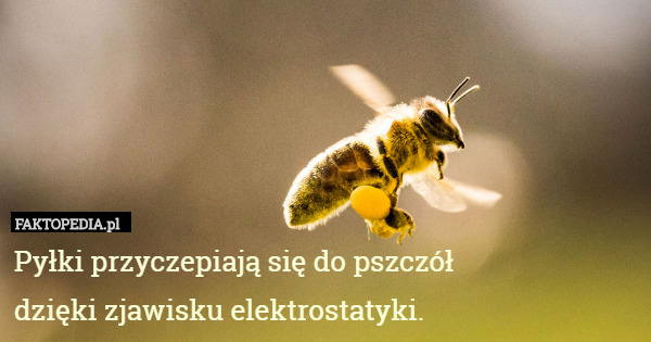 Pyłki przyczepiają się do pszczół dzięki zjawisku...