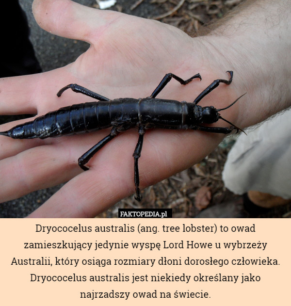 Dryococelus australis (ang. tree lobster) to owad zamieszkujący jedynie...