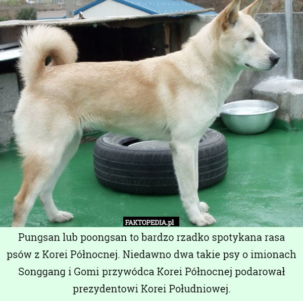 Pungsan lub poongsan to bardzo rzadko spotykana rasa psów z...