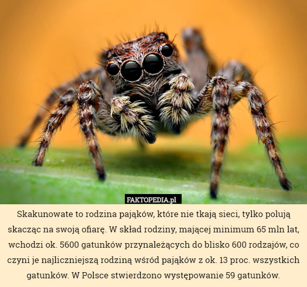 Skakunowate to rodzina pająków, które nie tkają sieci, tylko...