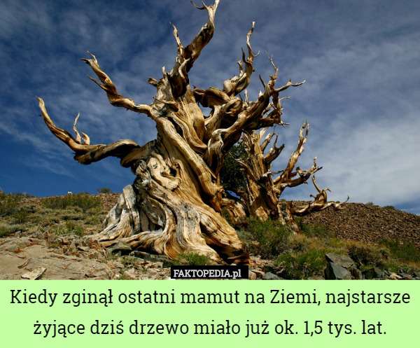 Kiedy zginął ostatni mamut na Ziemi, najstarsze żyjące dziś drzewo miało...