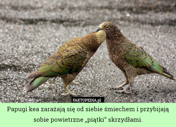 Papugi kea zarażają się od siebie śmiechem i przybijają sobie powietrzne...