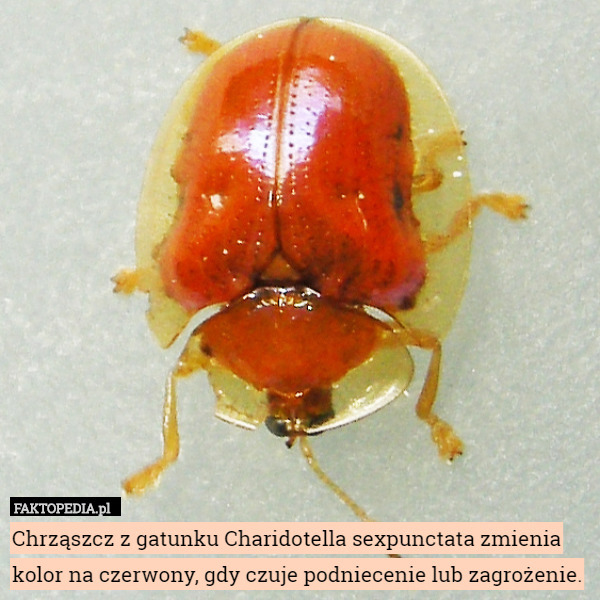 Chrząszcz z gatunku Charidotella sexpunctata zmienia kolor na czerwony, gdy czuje...