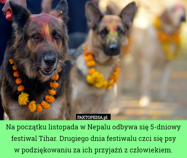 Na początku listopada w Nepalu odbywa się 5-dniowy festiwal Tihar. Drugiego...