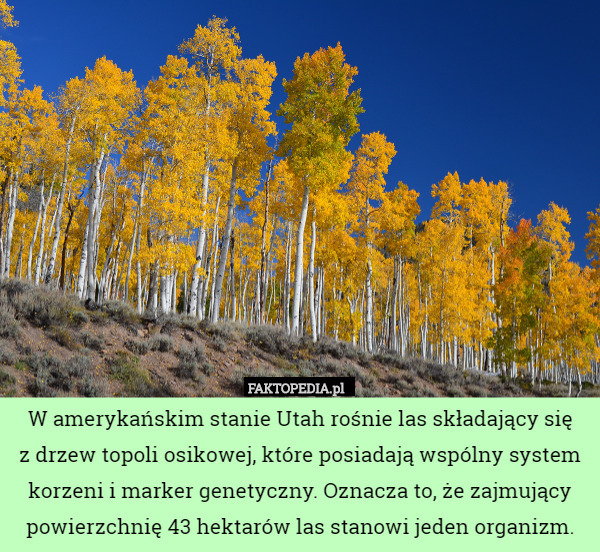 W amerykańskim stanie Utah rośnie las składający się z drzew topoli osikowej...