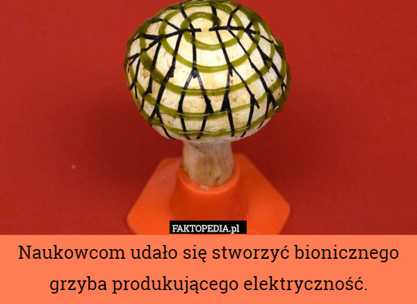 Naukowcom udało się stworzyć bionicznego grzyba produkującego...