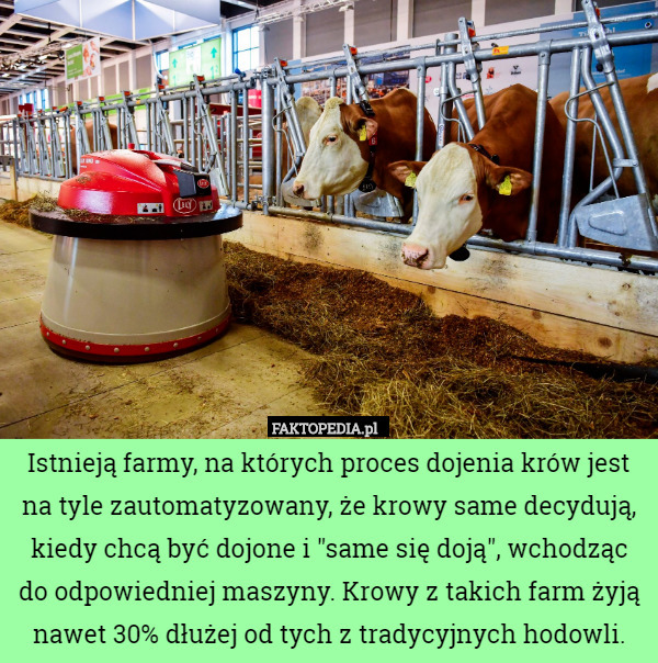 Istnieją farmy, na których proces dojenia krów jest na tyle zautomatyzowany...