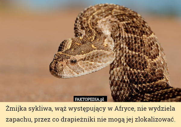 Żmijka sykliwa, wąż występujący w Afryce, nie wydziela zapachu, przez co...