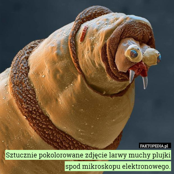 Sztucznie pokolorowane zdjęcie larwy muchy plujki spod mikroskopu...